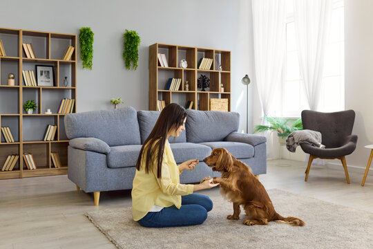 Woman dog training obedience command at home. A pet owner on a soft carpet guides a cocker spaniel to give a paw using treats and positive care. Concept of pet training and bonding indoors.
