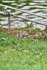 a squirrel  © Zhi