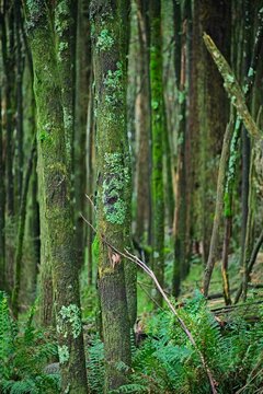 Wet forest near the summit of Mount Macedon, with moss & lichen covered tree trunks &  a lush understorey of ferns & other plants.