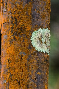 Lichen & fungus on a tree trunk in the forest near the summit of Mount Macedon Victoria, Australia