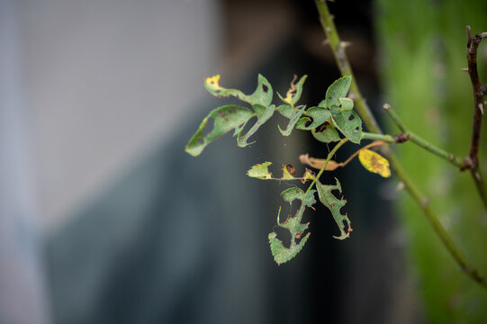 Rose leaves having holes because of pests eaten.