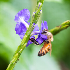 Honey bee with golden brown and black markings and large eyes is feeding on nectar from a blue porterweed flower. © Dossy