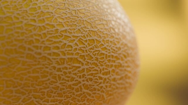 Melon texture, fresh yellow or orange fruit surface close-up background