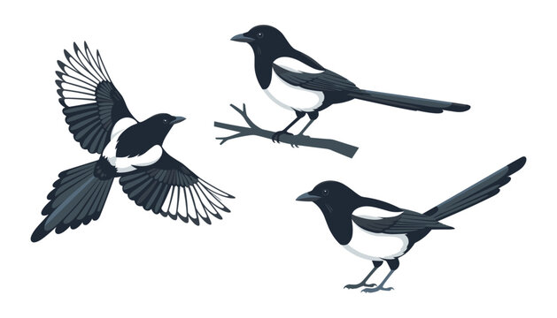  Flat vector illustration set of three Eurasian magpie birds in flying perching and standing poses on white background