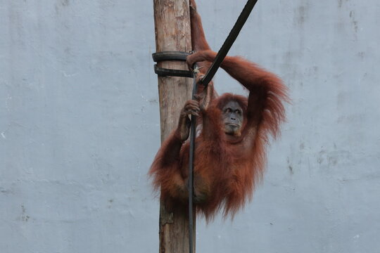 Red orangutan hanging on a wooden pole and strap against a light wall in an enclosure.