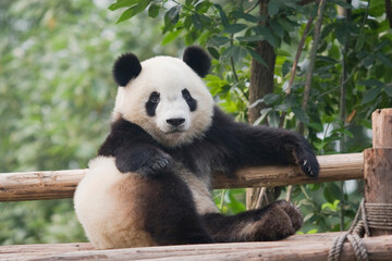panda © flysnow