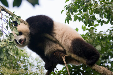 Giant Panda Climbing and Hanging from Tree Branches Outdoors © flysnow