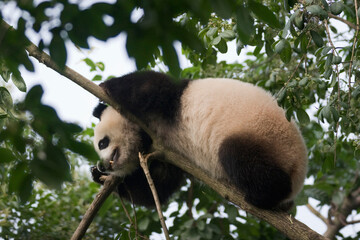 Giant Panda Climbing and Hanging from Tree Branches Outdoors © flysnow