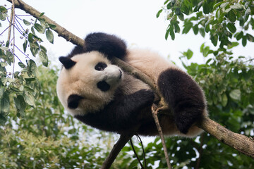 Giant Panda Climbing and Hanging from Tree Branches Outdoors © flysnow