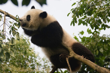 Giant Panda Climbing and Hanging from Tree Branches Outdoors © flysnow