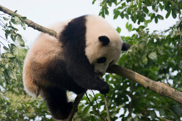 Giant Panda Climbing and Hanging from Tree Branches Outdoors © flysnow