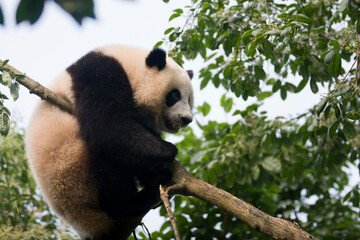 Giant Panda Climbing and Hanging from Tree Branches Outdoors © flysnow
