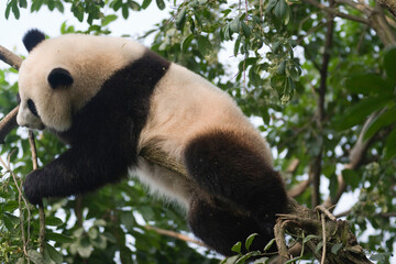 Giant Panda Climbing and Hanging from Tree Branches Outdoors © flysnow