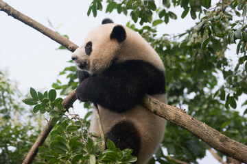 Giant Panda Climbing and Hanging from Tree Branches Outdoors © flysnow