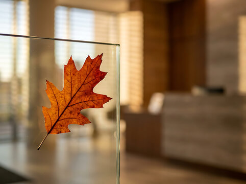 Close up of an autumn oak leaf embedded in transparent glass divider inside a modern sunlit architectural office lobby
