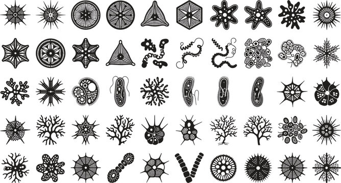 Comprehensive microscopic plankton and organism silhouette collection depicting diverse radiolaria diatoms bacteria viruses algae cells and microscopic aquatic life structures vector