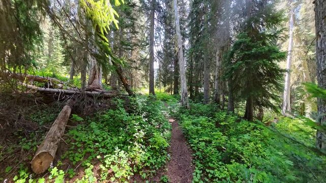 Hiking Trail through North Cascades Wilderness on Summer Day