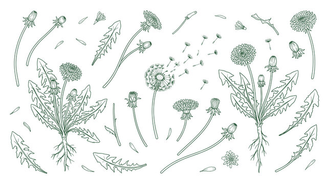 Dandelion wildflower botanical collection with green line sketch.