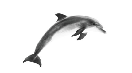 Obraz premium Dolphin silhouette with halftone dot pattern