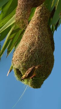 Baya Weaver Building an Unusually Shaped Nest Entrance &mdash; Function Over Appearance