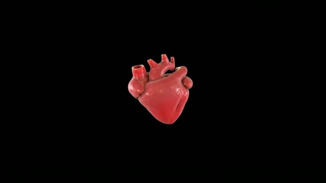 3D Realistic Human Heart Beating Animation on Black Background