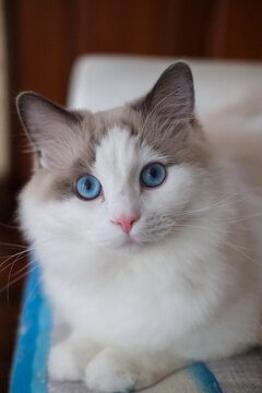 Male ragdoll cat lying on the couch, looking into the camera. domestic cat