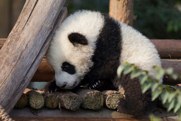 Adorable Giant Panda Playing Around Outdoors © flysnow