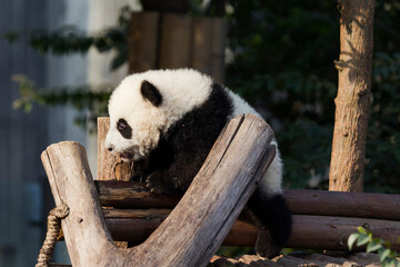 Adorable Giant Panda Playing Around Outdoors © flysnow