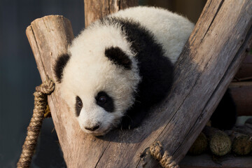 Adorable Giant Panda Playing Around Outdoors © flysnow