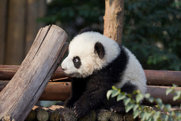 Adorable Giant Panda Playing Around Outdoors © flysnow