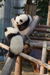 Adorable Giant Panda Playing Around Outdoors © flysnow