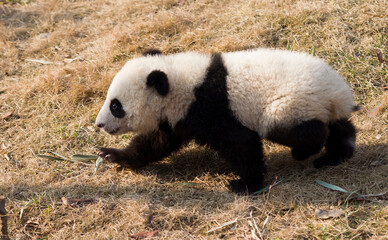 Adorable Giant Panda Playing Around Outdoors © flysnow