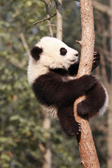 Adorable Giant Panda Playing Around Outdoors © flysnow