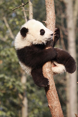 Adorable Giant Panda Playing Around Outdoors © flysnow