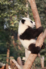 Adorable Giant Panda Playing Around Outdoors © flysnow