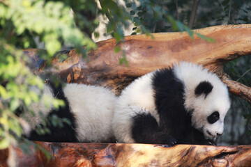 Adorable Giant Panda Playing Around Outdoors © flysnow