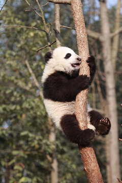 Adorable Giant Panda Playing Around Outdoors