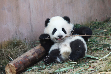 Adorable Giant Panda Playing Around Outdoors © flysnow