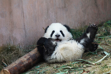 Adorable Giant Panda Playing Around Outdoors © flysnow