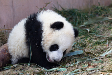 Adorable Giant Panda Playing Around Outdoors © flysnow