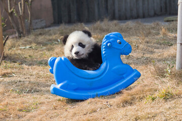 Adorable Giant Panda Playing Around Outdoors © flysnow