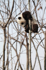 Adorable Giant Panda Playing Around Outdoors © flysnow