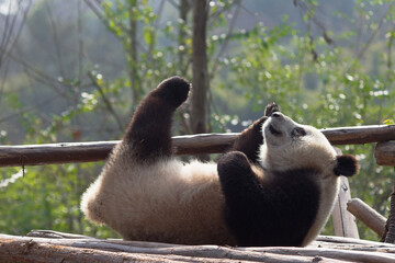 Adorable Giant Panda Playing Around Outdoors © flysnow