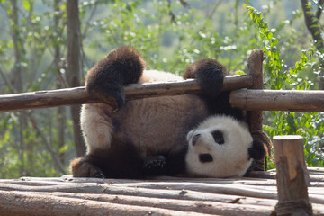 Adorable Giant Panda Playing Around Outdoors © flysnow