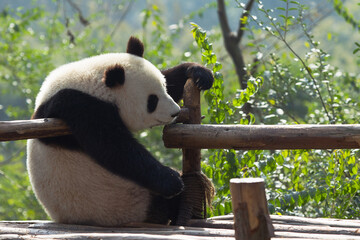 Adorable Giant Panda Playing Around Outdoors © flysnow