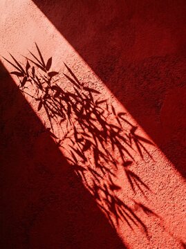 Dramatic shadow play of plant leaves on red textured surface