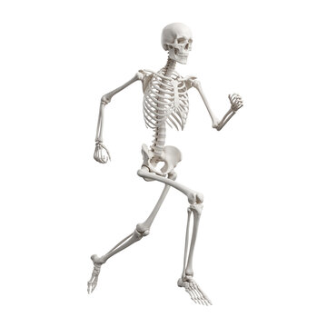 Running Skeleton Isolated Transparent Background