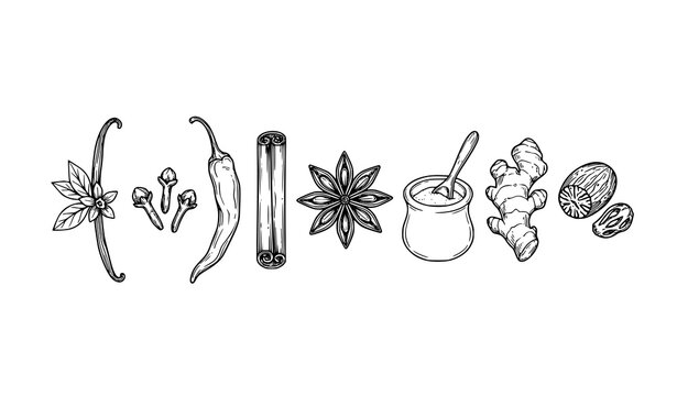 Aromatic Spices Vanilla Cinnamon Ginger Line Art Vector Icons