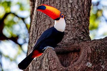 Tucano © Abelardo