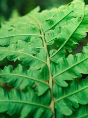Fresh green fern fronds hanging closely in lush botanical woodland close up nature background design element with vibrant foliage texture and damp tropical forest organic aesthetic © MBayuputra